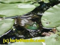 /home//u458753944/public_html/sourcegallery//////////////////////Frogs/More bullfrogs/P7261297.JPG
